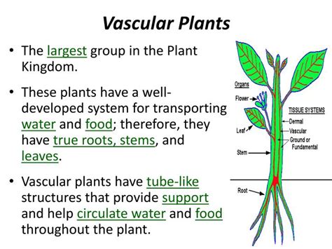 vascular plant意思|Vascular Plants – Definition, Characteristics,。